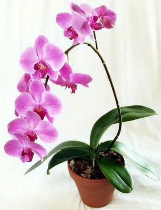 Вирощування орхідеї в домашніх умовах