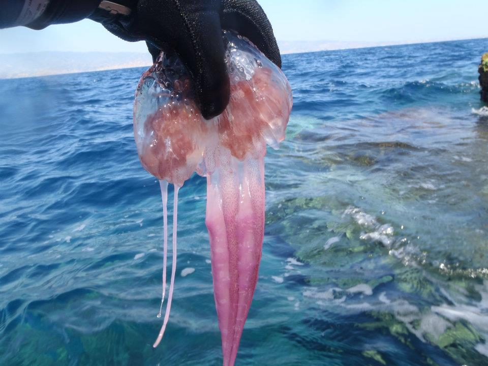 Risultati immagini per sicilia meduse